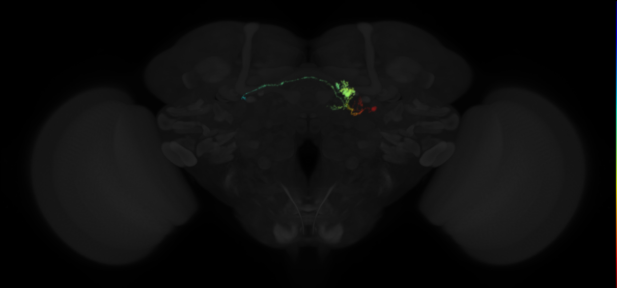 protocerebral bridge glomerulus 9-fan-shaped body-ventral gall surround neuron