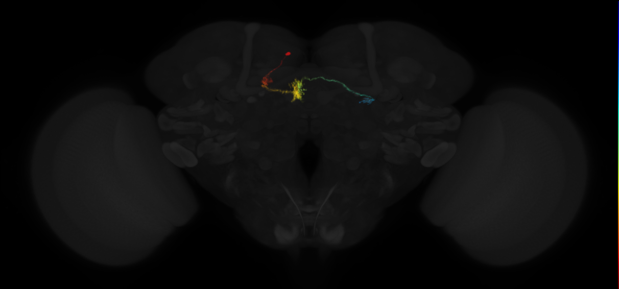 protocerebral bridge glomerulus 6-fan-shaped body-round body type a neuron