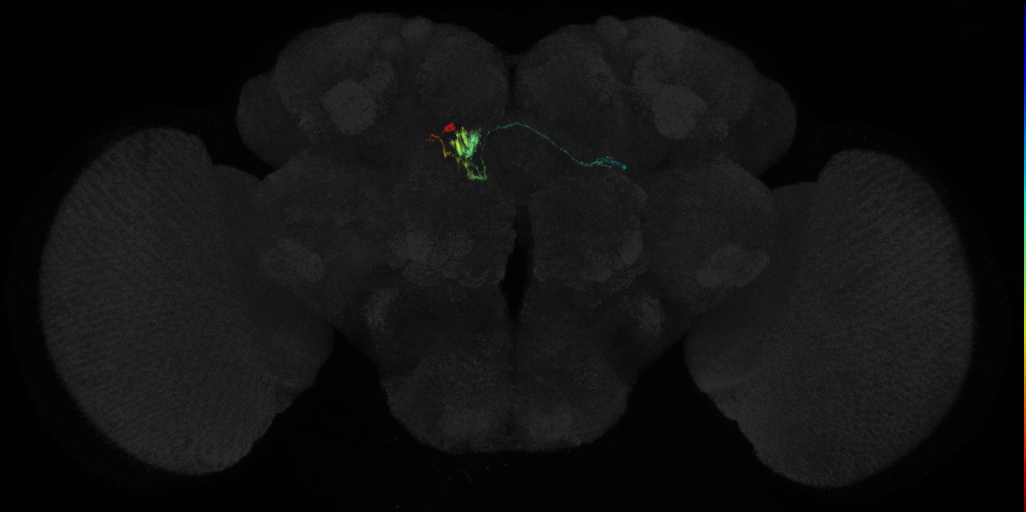 protocerebral bridge glomerulus 7-fan-shaped body-ventral gall surround neuron