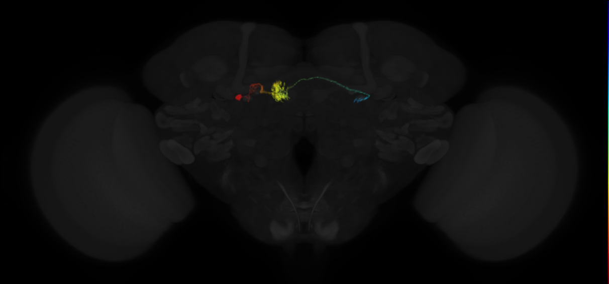 protocerebral bridge glomerulus 7-fan-shaped body-round body type a neuron