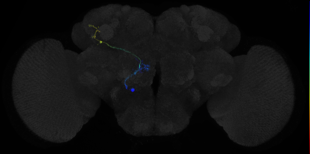 adult antennal lobe projection neuron vPN