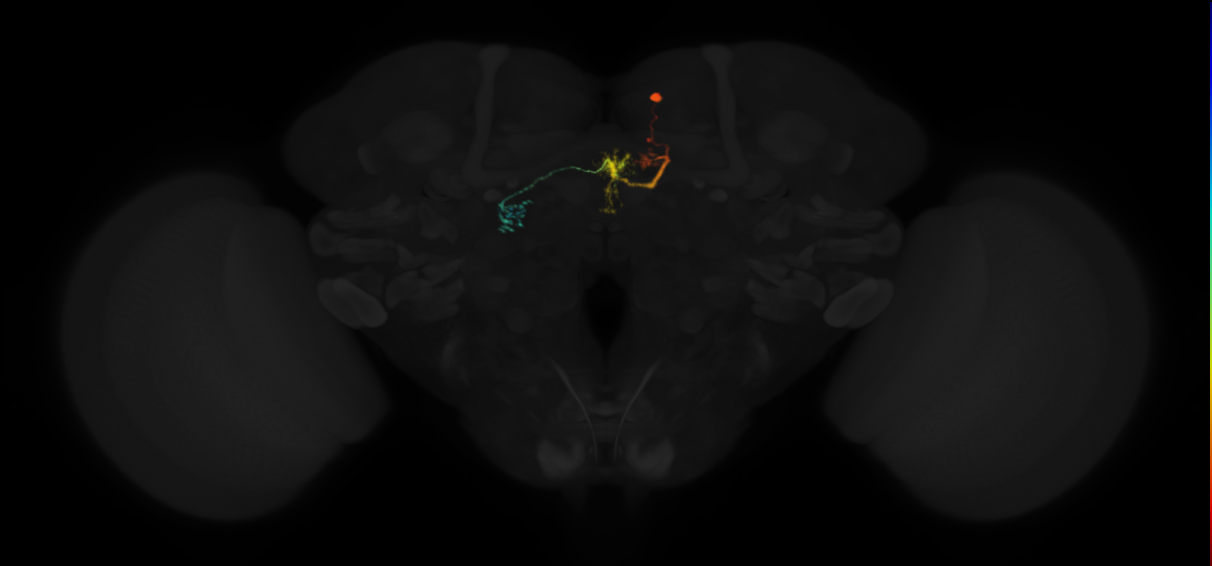 adult protocerebral bridge glomerulus 4-fan-shaped body layers 4 and 5-unilateral lateral accessory lobe neuron