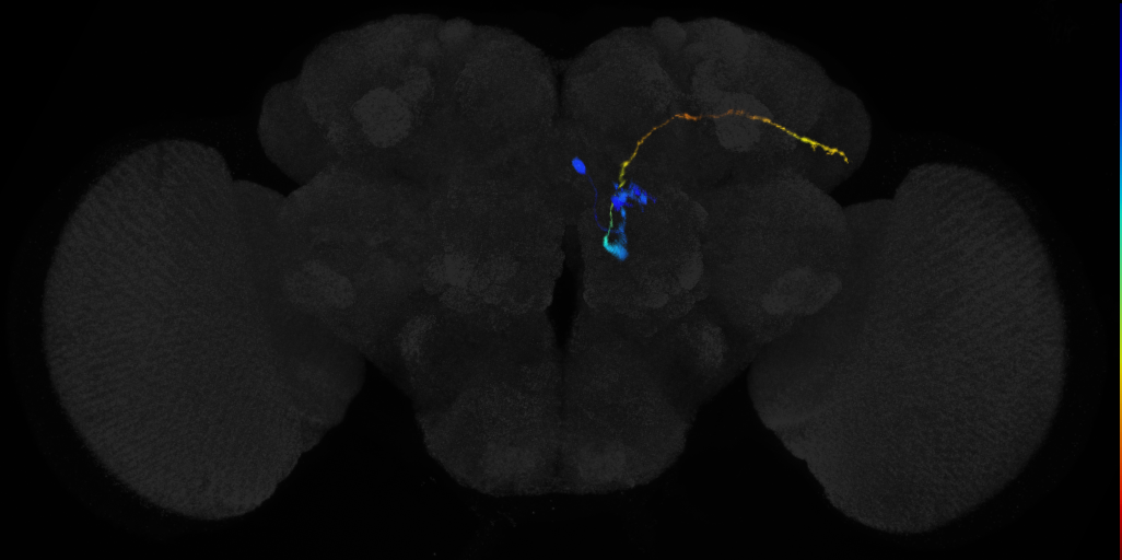 adult antennal lobe projection neuron adPN