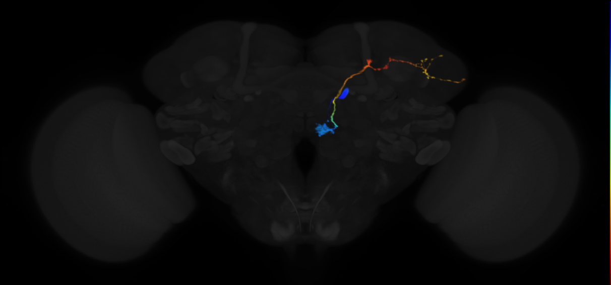 adult uniglomerular antennal lobe projection neuron adPN