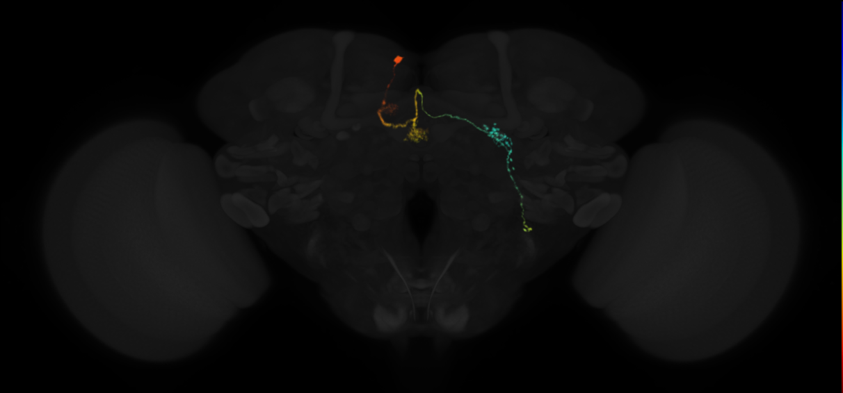 protocerebral bridge glomerulus 4-fan-shaped body layer 2-lateral accessory lobe-crepine neuron