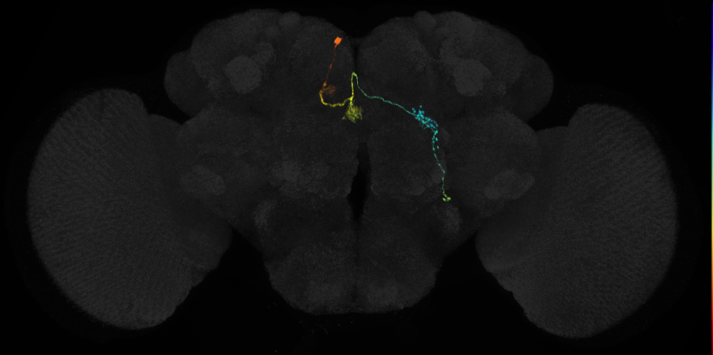 protocerebral bridge glomerulus 4-fan-shaped body layer 2-lateral accessory lobe-crepine neuron