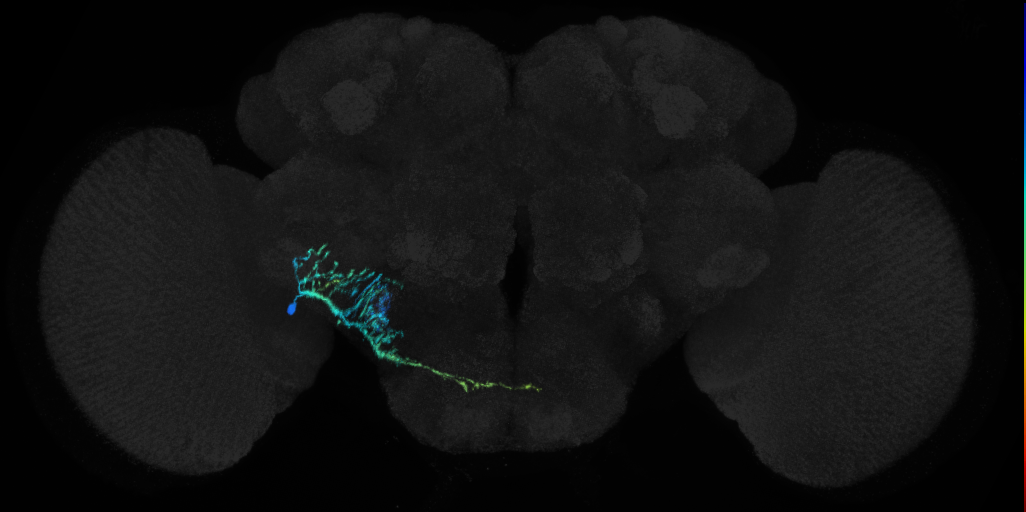 adult BLAv1 lineage neuron