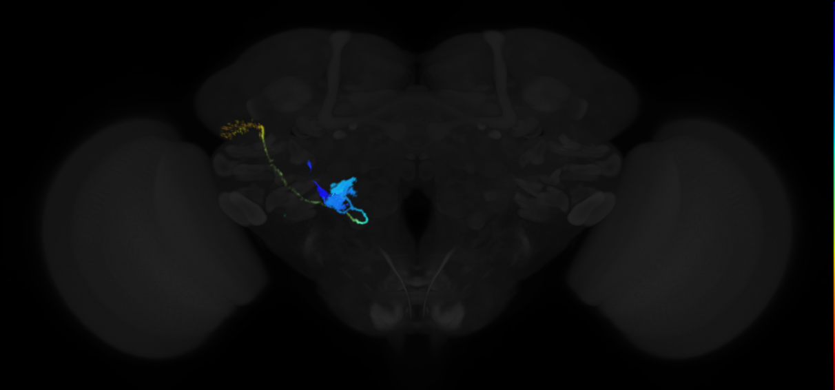 lateral antennal lobe tract projection neuron