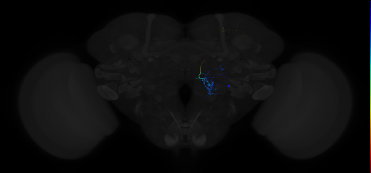 adult multiglomerular antennal lobe projection neuron
