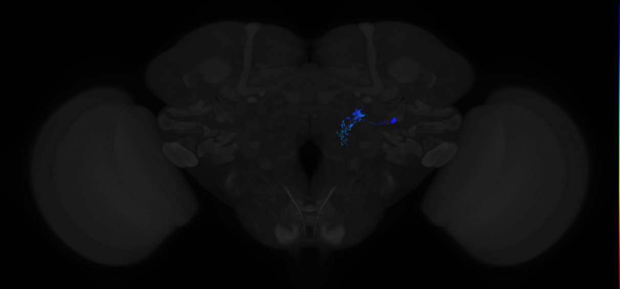 adult multiglomerular antennal lobe projection neuron