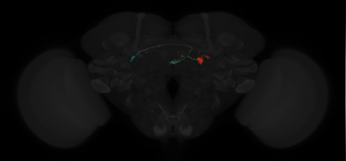adult protocerebral bridge glomerulus 8-ellipsoid body tile-ventral gall neuron