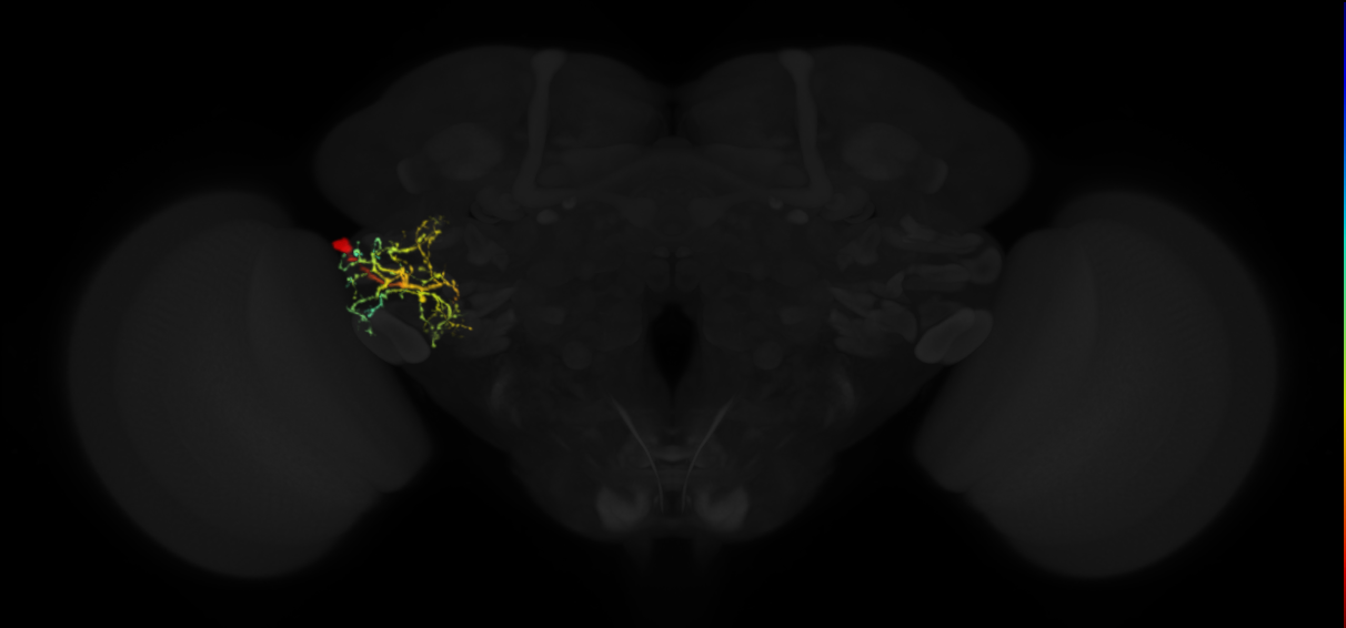 intrinsic ventrolateral protocerebrum neuron