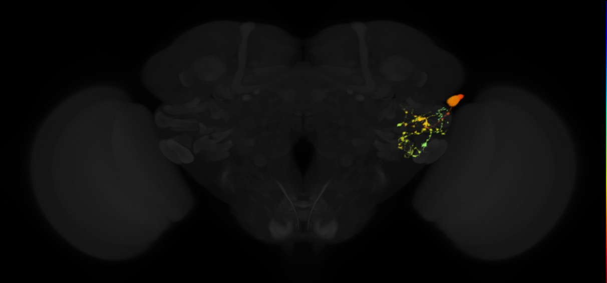 intrinsic ventrolateral protocerebrum neuron