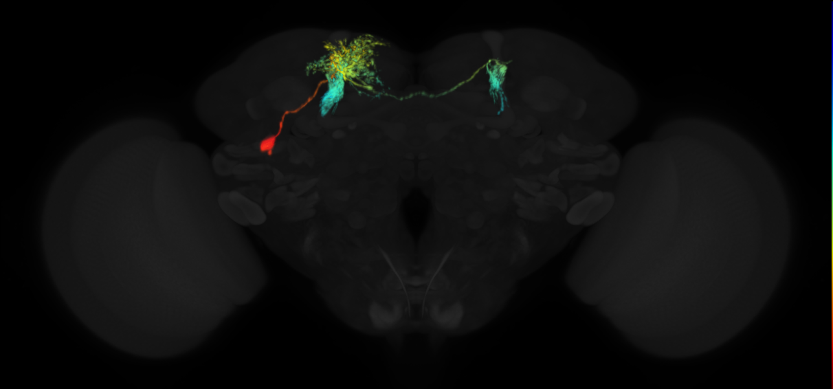 mushroom body vertical lobe arborizing neuron 1
