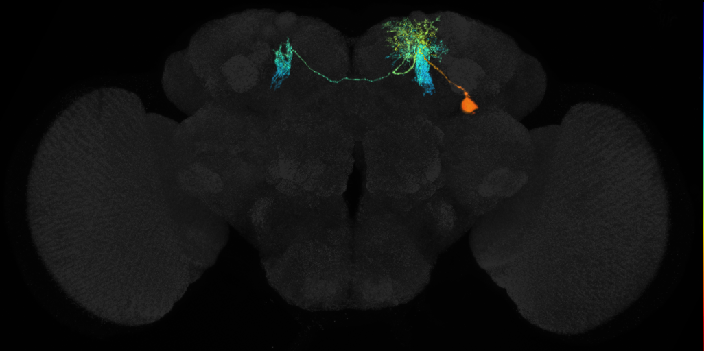 mushroom body vertical lobe arborizing neuron 1