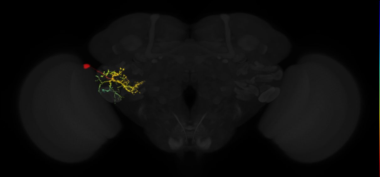ventrolateral protocerebrum local VLP1 neuron