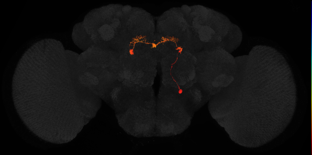adult intrinsic protocerebral bridge 18 glomeruli-3 glomeruli neuron