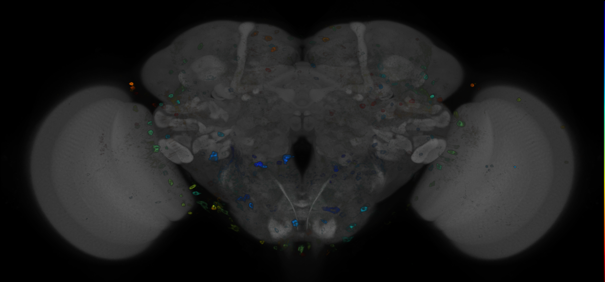 JRC_R34F05 GAL4 in the adult brain