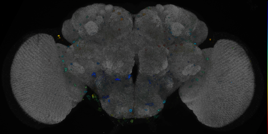 JRC_R34F05 GAL4 in the adult brain