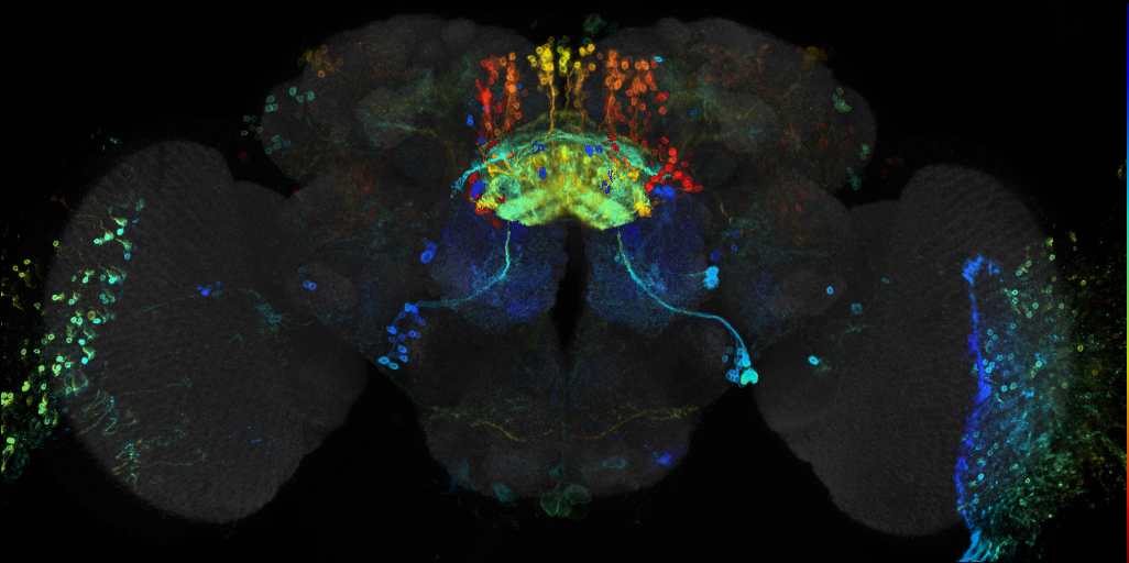 JRC_R52G12 GAL4 in the adult brain