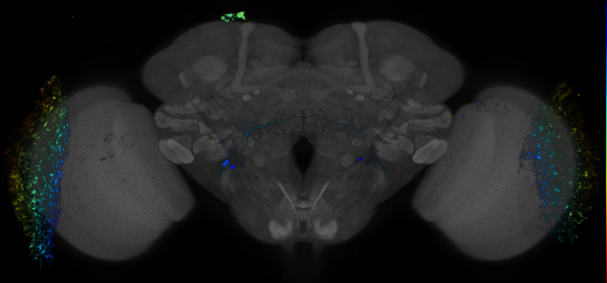 JRC_R70G09 GAL4 in the adult brain