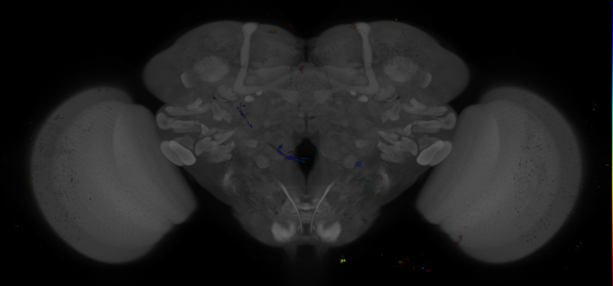 P{GMR46B07-GAL4} expression pattern