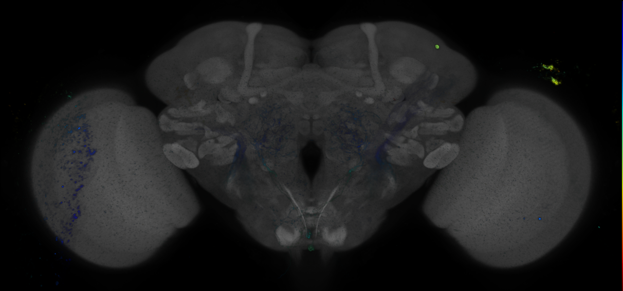 P{GMR68B08-GAL4} expression pattern