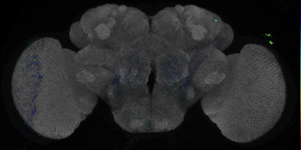P{GMR68B08-GAL4} expression pattern