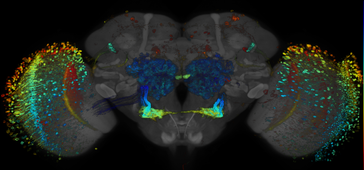 JRC_R37A12 GAL4 in the adult brain