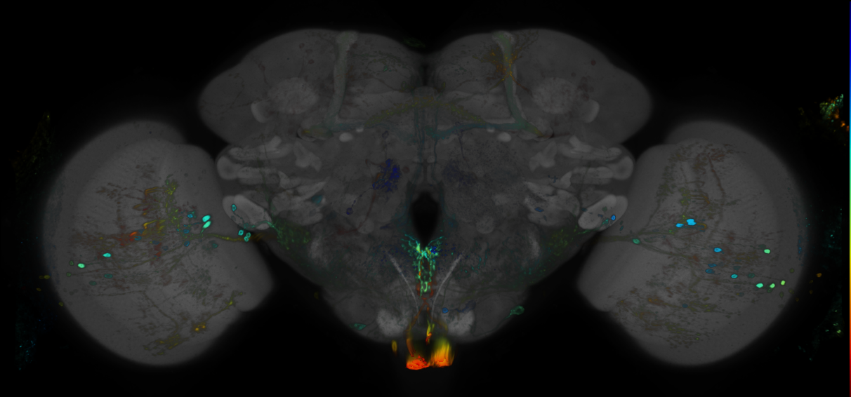 P{GMR89H04-GAL4} expression pattern