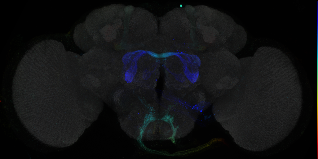 JRC_R41B05 GAL4 in the adult brain