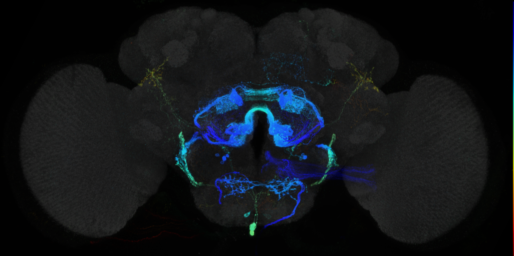 JRC_R28C03 GAL4 in the adult brain