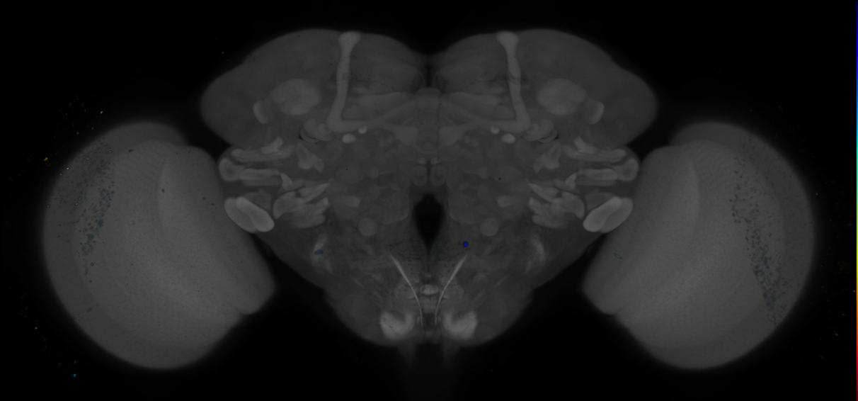 P{GMR12A05-GAL4} expression pattern