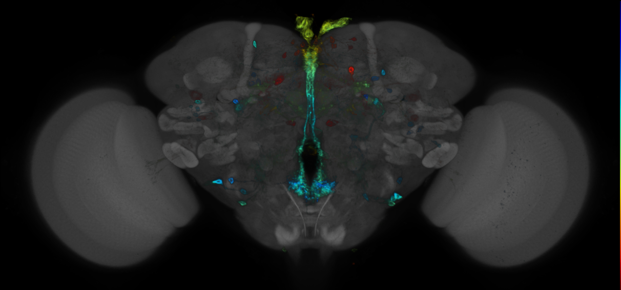P{GMR47A08-GAL4} expression pattern