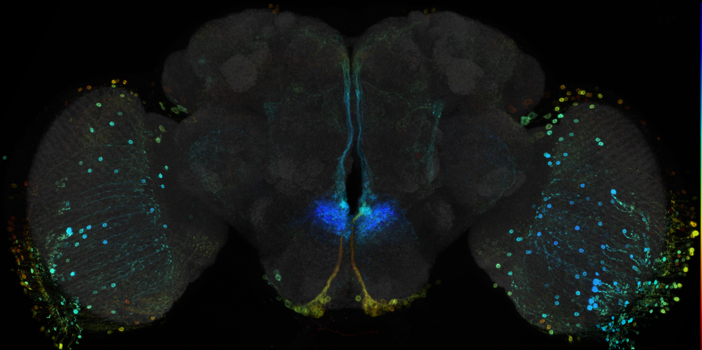 JRC_R35C12 GAL4 in the adult brain