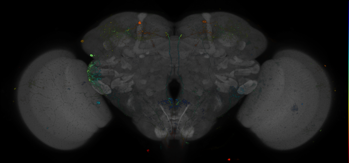 JRC_R40G12 GAL4 in the adult brain