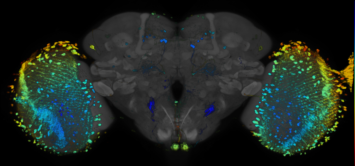 JRC_R40H07 GAL4 in the adult brain