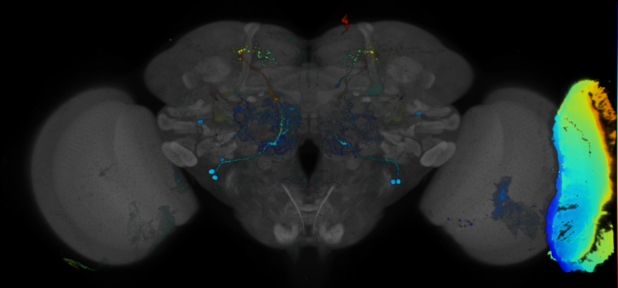 JRC_R38B02 GAL4 in the adult brain