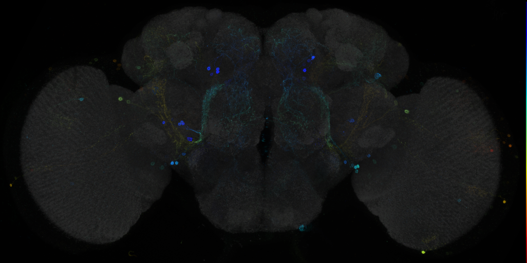 JRC_R33F04 GAL4 in the adult brain