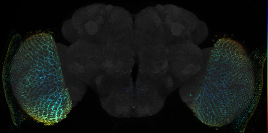JRC_R25D08 GAL4 in the adult brain