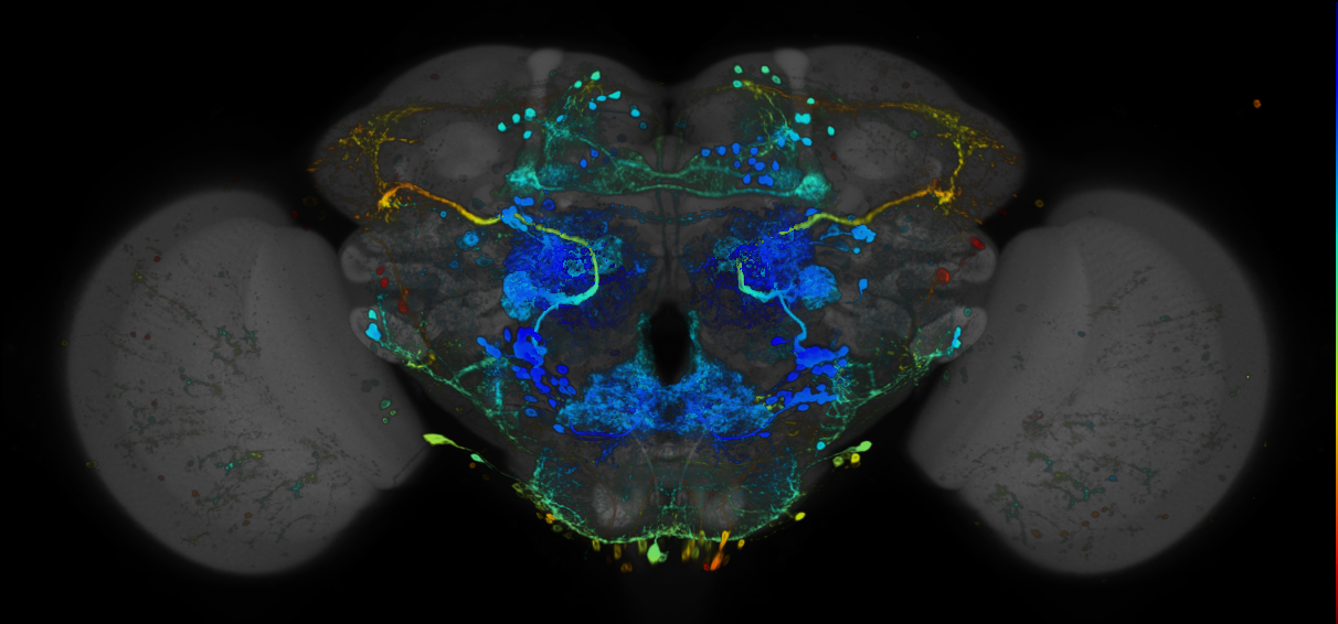 P{GMR70G05-GAL4} expression pattern