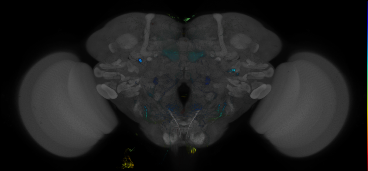 P{GMR56F01-GAL4} expression pattern