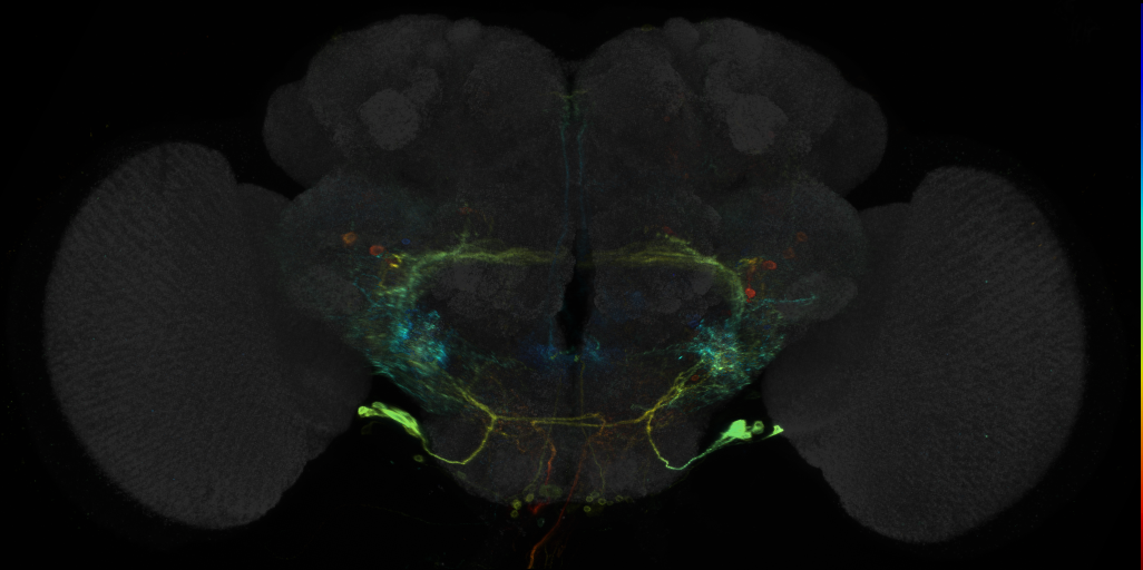 JRC_R19H12 GAL4 in the adult brain
