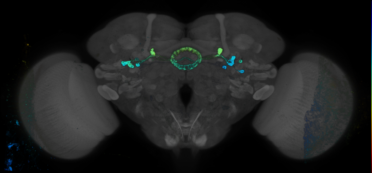 P{GMR35A07-GAL4} expression pattern