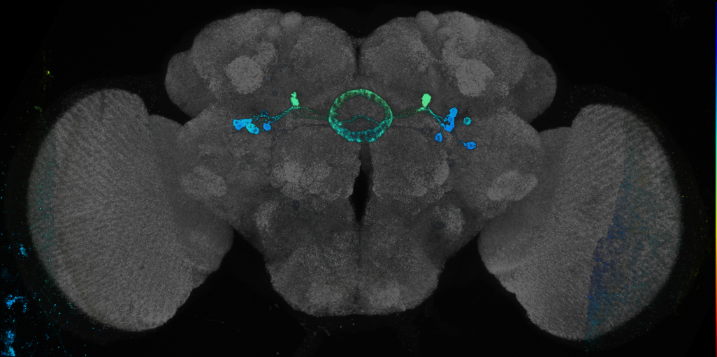 P{GMR35A07-GAL4} expression pattern