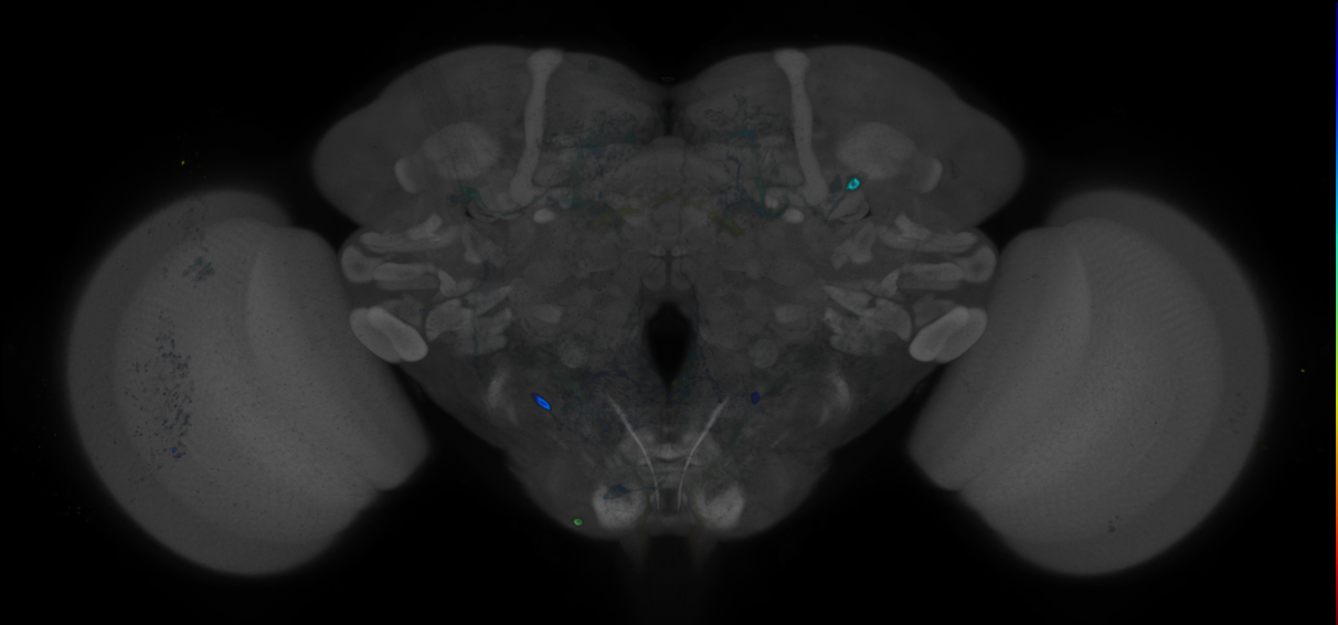 JRC_R70E05 GAL4 in the adult brain
