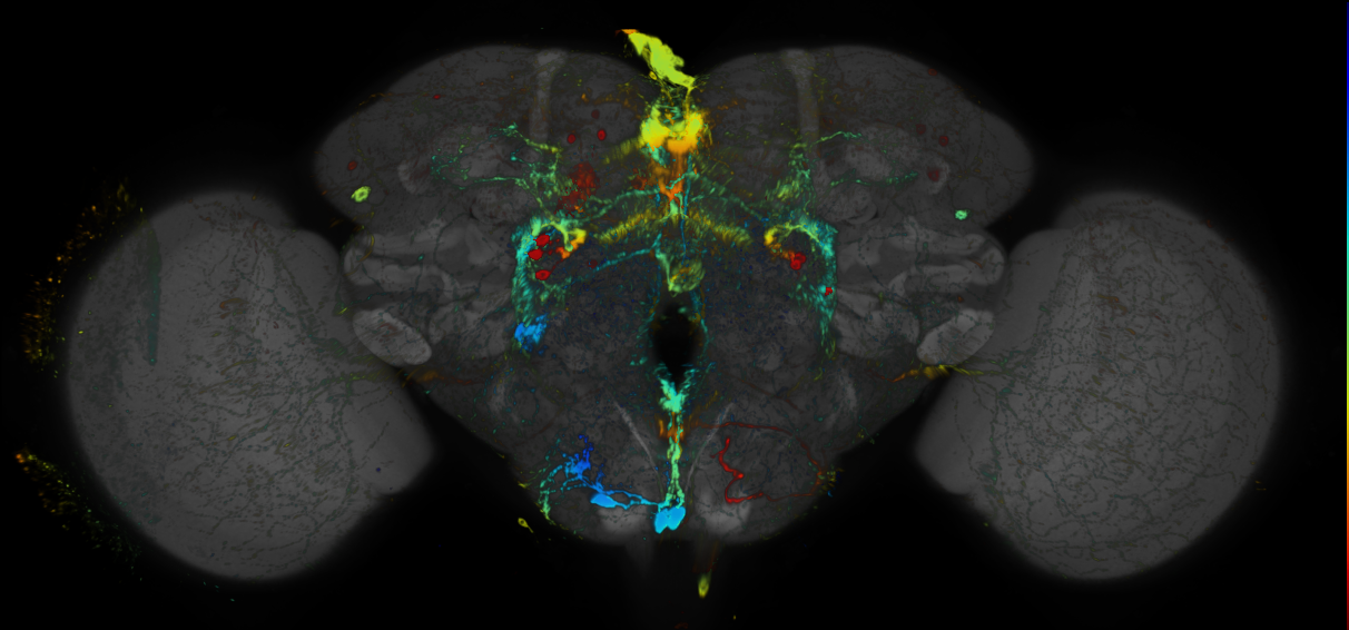 JRC_R16A07 GAL4 in the adult brain