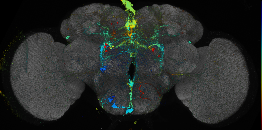 JRC_R16A07 GAL4 in the adult brain