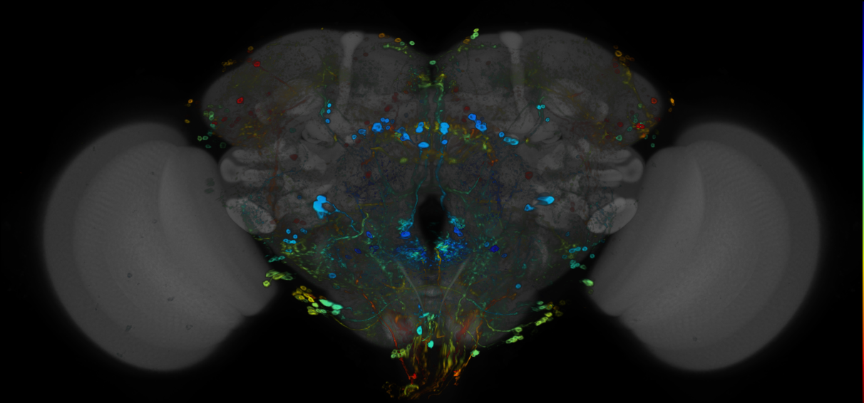 JRC_R13A04 GAL4 in the adult brain