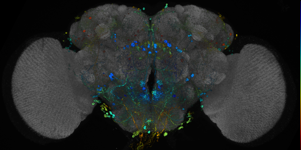 JRC_R13A04 GAL4 in the adult brain